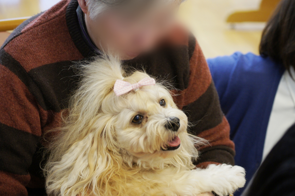 アニマルセラピー　ドッグセラピー　動物介在療法　認知症　高齢者施設　ボランティア